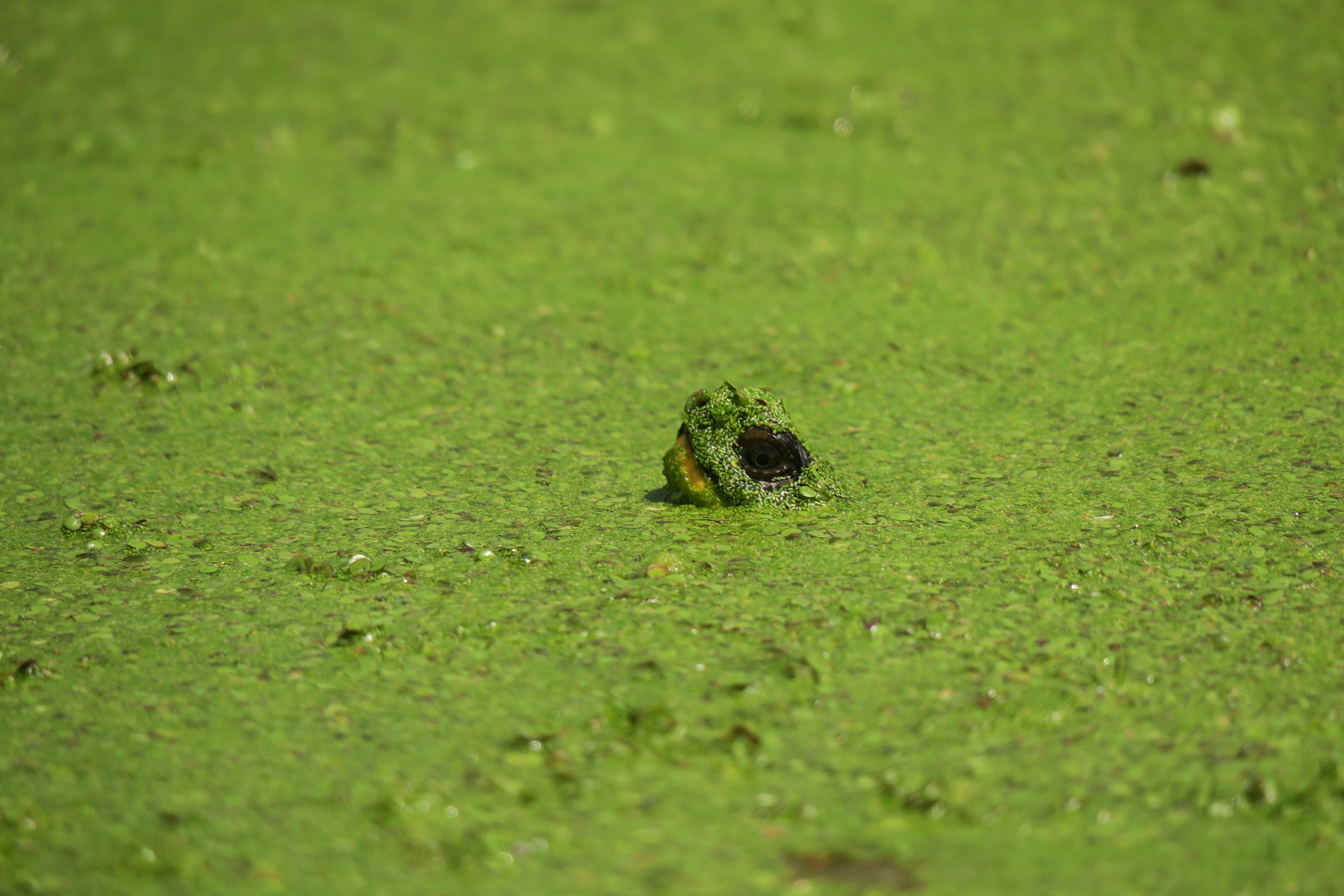 A blandings turtle sticking its head out of a duck-weed covered pond