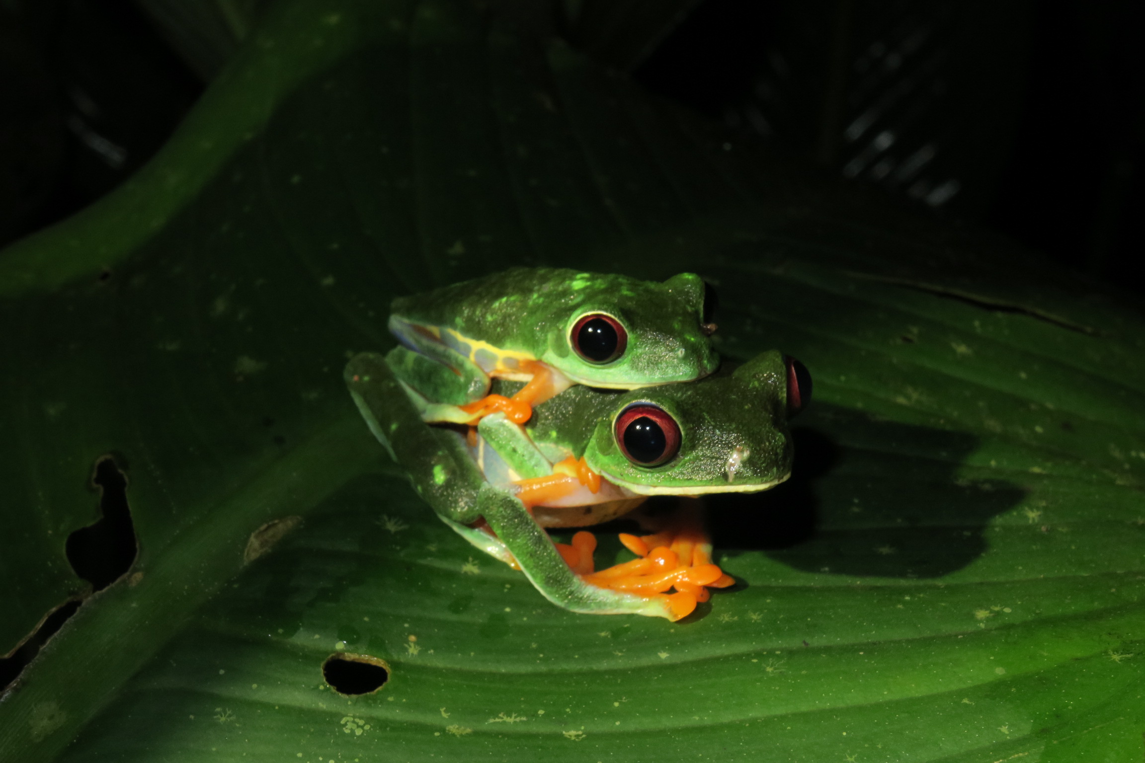 two frogs, in amplexus, sitting on a leaf. Their blue and yellow flanks are visible.