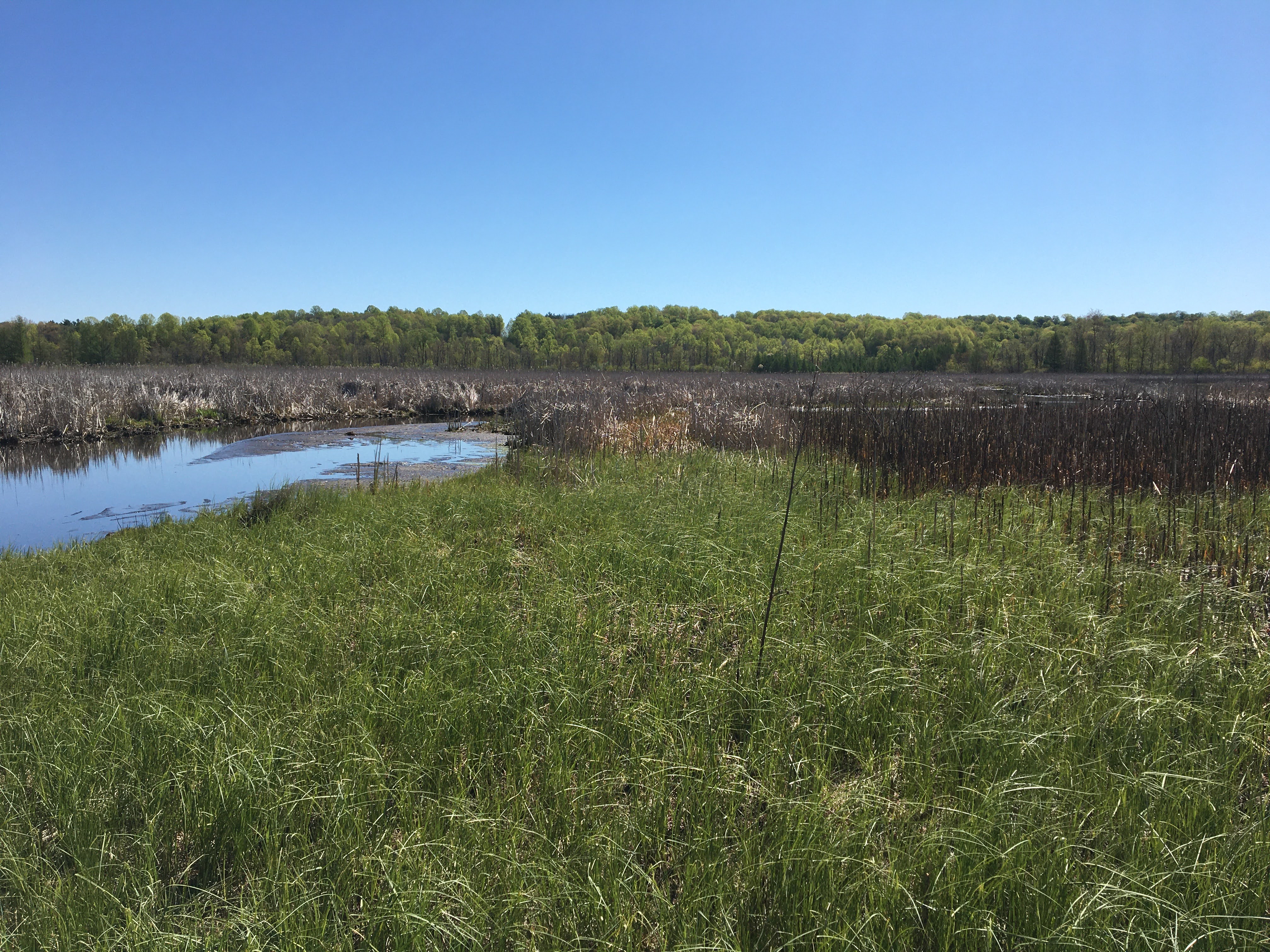 grassy wetlands adjacent to a slow-moving river in early Michigan summer